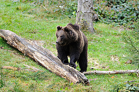 欧洲棕熊,熊棕熊棕熊,站在日志,巴伐利亚森林国家公园,巴伐利亚,德国