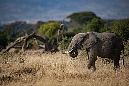 非洲大象104
