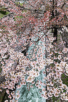 盛开,樱桃树,枝条,琵琶湖,运河,关西地区,日本
