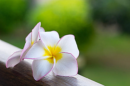 鸡蛋花,花