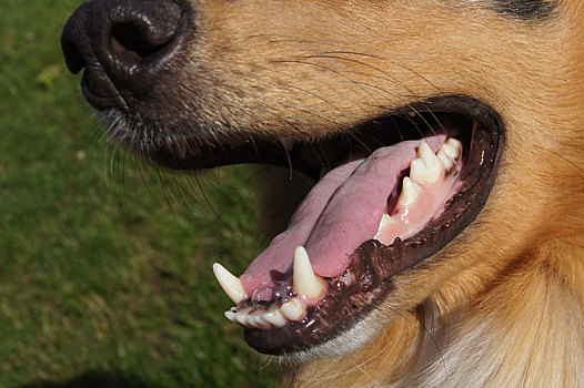 狗,牙齿