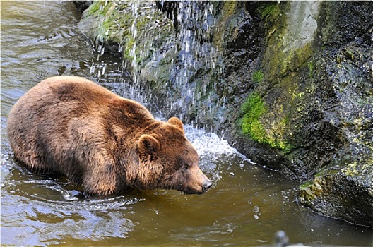 大灰熊,水