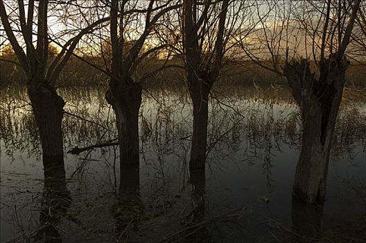 柳树,湿地,格尔德兰,荷兰