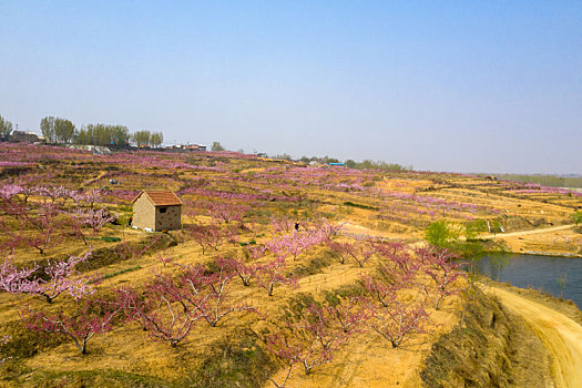 山东蒙阴乡村桃花