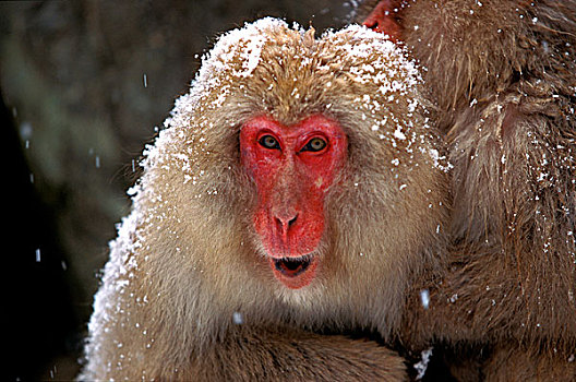 日本猕猴,雪猴,成人,头像,叫,北海道,岛屿,日本