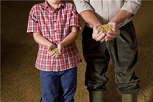 头像,农民,孙子,拿着,小麦作物