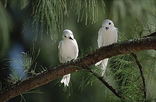 白燕鸥,一对,场所,空,枝条,树,环礁,夏威夷
