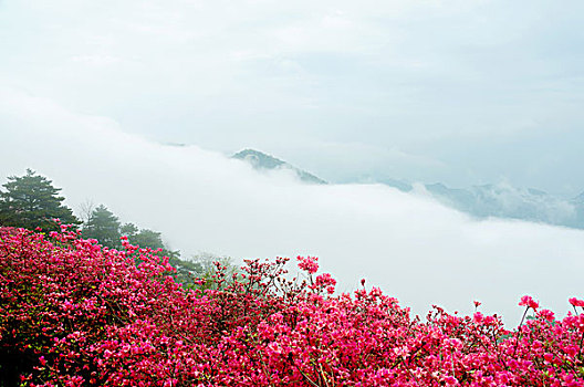 麻城杜鹃花