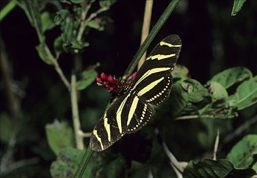 蝴蝶,墨西哥
