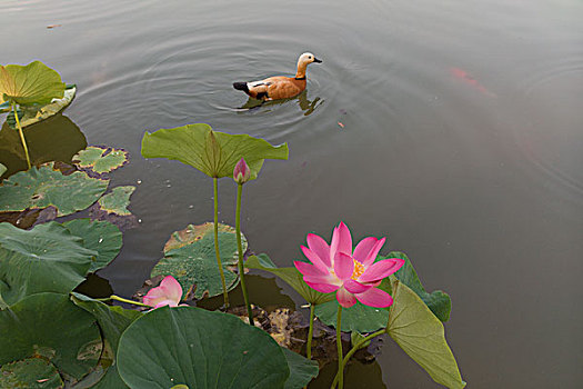 夏日荷花