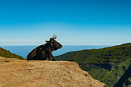 葡萄牙,马德拉岛,黑色,母牛,坐,上面,马鞍