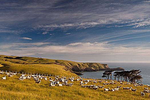 家羊,绵羊,成群,放牧,海岬,靠近,湾,班克斯半岛,坎特伯雷,新西兰