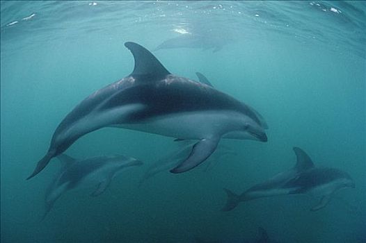 暗黑斑纹海豚,乌色海豚,靠近,新西兰