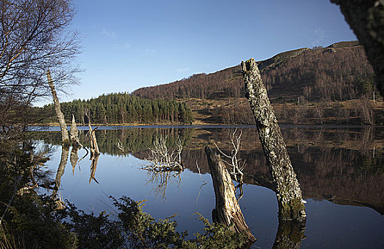 苏格兰,高地,国家公园,树桩,水中,平和,冬天,白天