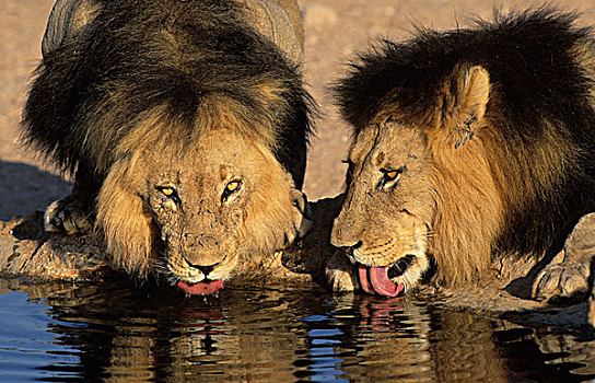 狮子,两个,喝,卡拉哈迪大羚羊国家公园,卡拉哈里沙漠,南非