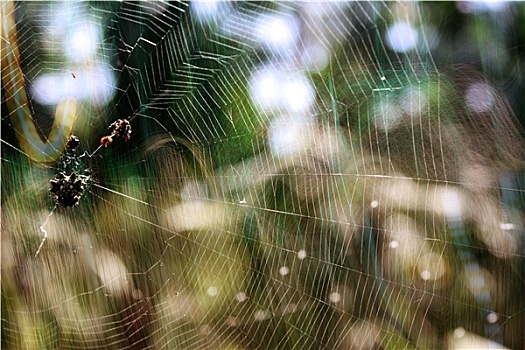 抽象,蜘蛛网