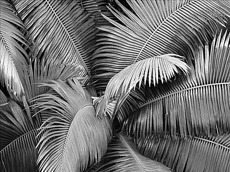 夏威夷,特写,上面,棕榈树,黑白照片