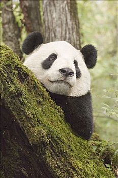 大熊猫,头像,围挡,第一,俘获,熊猫,野生,濒危,中国