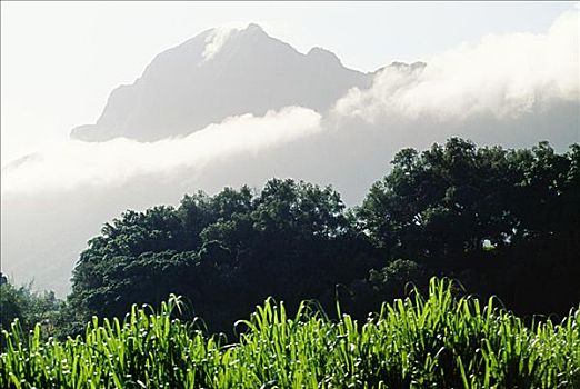 夏威夷,考艾岛,山顶,围绕,云