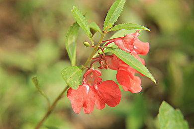 凤仙花属植物图片