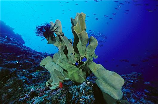 海绵,海百合,联结,脚,深,所罗门群岛