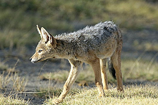 幼小,黑背狐狼,黑背豺,看,草,恩格罗恩格罗,坦桑尼亚,非洲