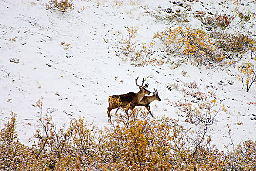 美国,阿拉斯加,北美驯鹿,德纳里峰国家公园
