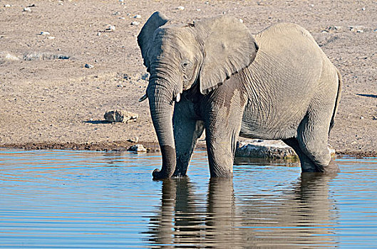 非洲,灌木,大象,非洲象,雄性,喝,水坑,埃托沙国家公园,纳米比亚