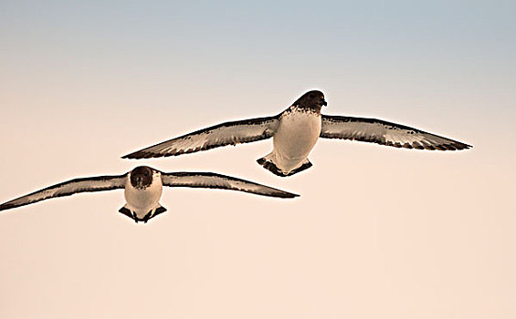 南极海燕图片