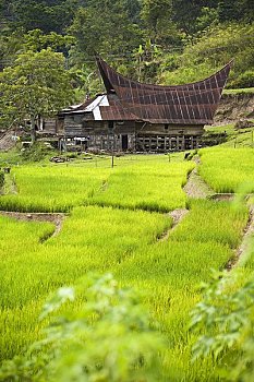 传统,房子,稻米梯田,岛屿,苏门答腊岛,印度尼西亚