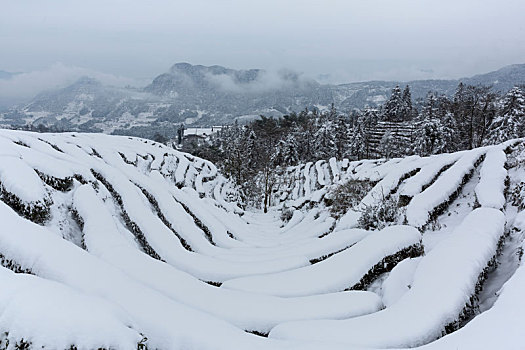 四川宜宾珙县鹿鸣茶山冬季雪景