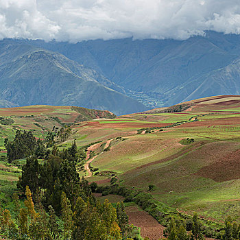 小路,山谷,风景,圣谷,秘鲁