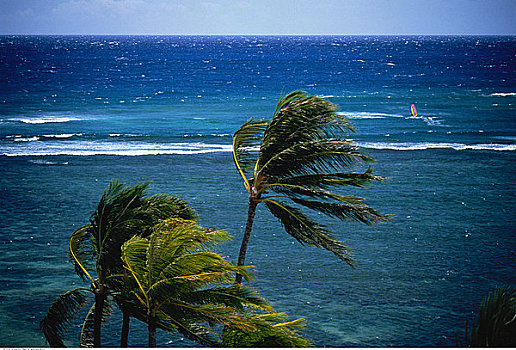 棕榈树,海洋,靠近,檀香山,瓦胡岛,夏威夷,美国