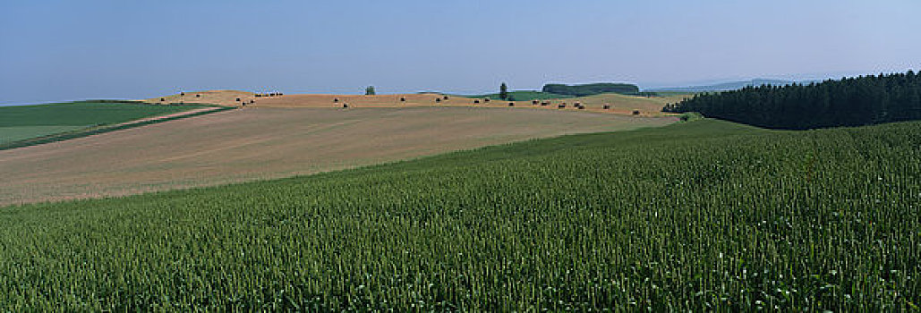 小麦,放牧