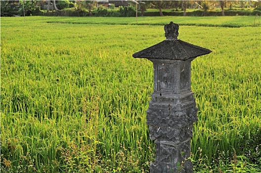 神祠,稻田,靠近,乌布,巴厘岛,印度尼西亚