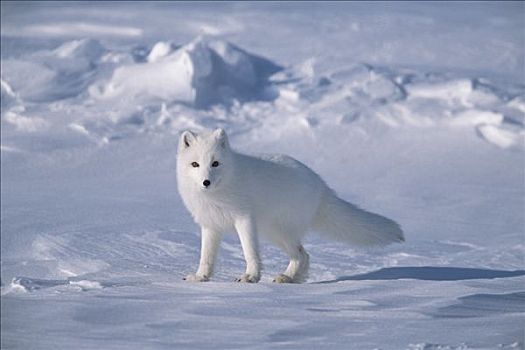 北极狐,腐肉,海冰,北方,斜坡,靠近,北冰洋,阿拉斯加
