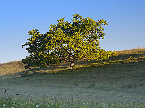 橡树,草场,早晨,亮光,山谷,北莱茵威斯特伐利亚,德国,欧洲