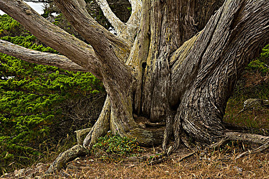 蒙特里,柏树,罗伯士角州立保护区,加利福尼亚