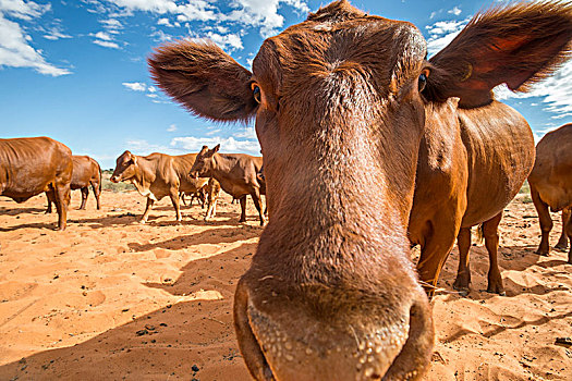 母牛,牧群,挨着,摄影,纳米比亚