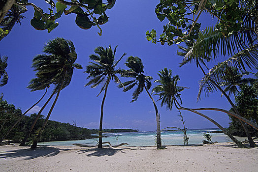 瓦努阿图,岛屿,海滩,椰树,树