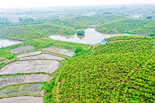 航拍河南信阳光山县司马光油茶园