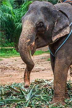 大象,泰国