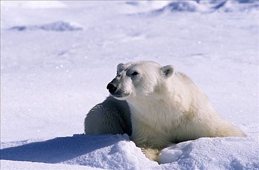 北极熊,休息,雪中,斯匹次卑尔根岛