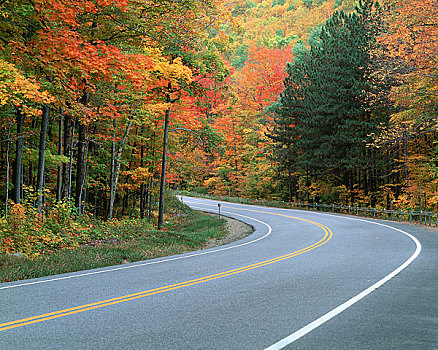 道路,秋天,彩色,树林