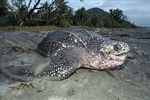 棱皮海龟,棱皮龟,陆地,海湾,巴布亚新几内亚,濒临灭绝