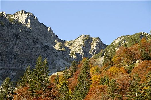 彩色,山,混交林,仰视,巴伐利亚阿尔卑斯山,上巴伐利亚,德国