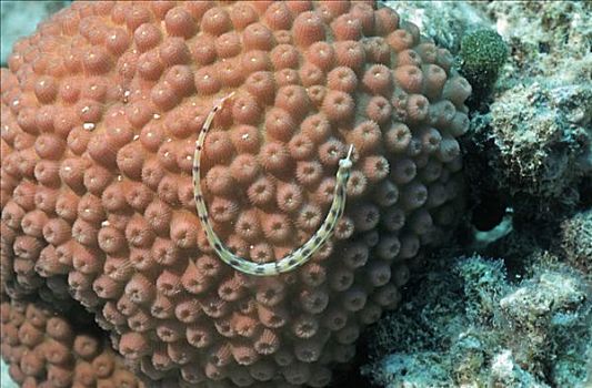 网络,尖嘴鱼,珊瑚,阿里环礁,马尔代夫,印度洋