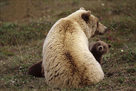 大灰熊,棕熊,雌性,幼兽,德纳利国家公园和自然保护区,阿拉斯加