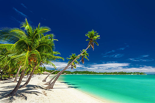 海滩,棕榈树,上方,泻湖,斐济群岛