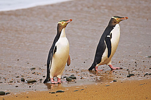 企鹅,两个,成年人,海滩,奥玛鲁,南岛,新西兰